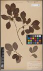 Foto von Salix aurita L. x Salix caprea L.